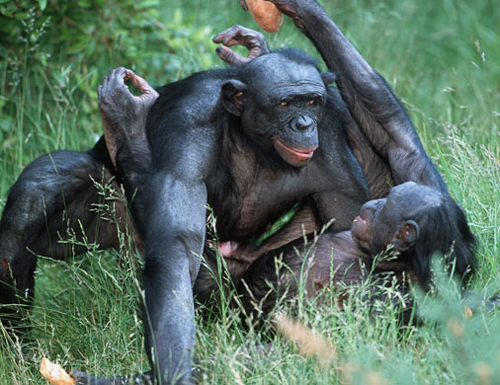 Tin tinh lùn bonobo