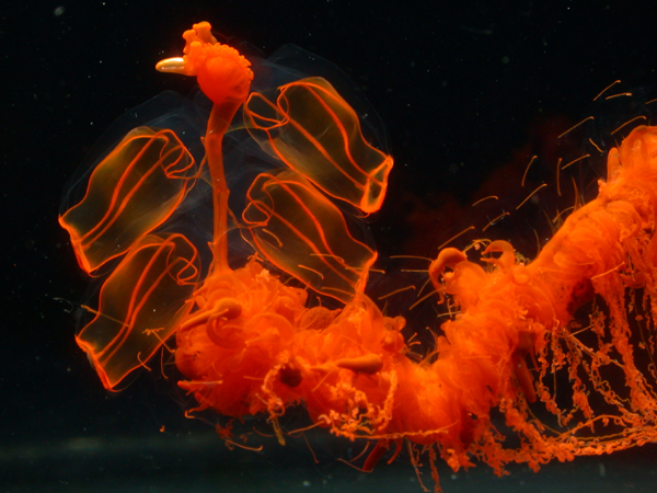 Loài Siphonophores