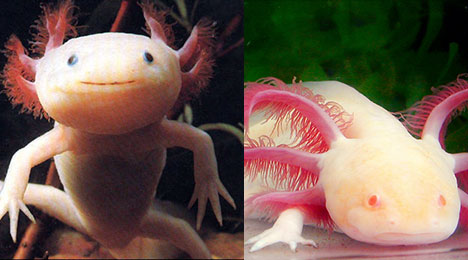 1-axolotl-mexican-khung long 6 sung giai doan au trung
