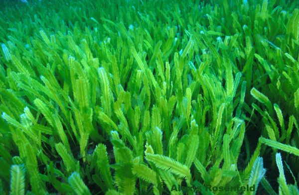 1-caulerpa-alexis-tao huy diet