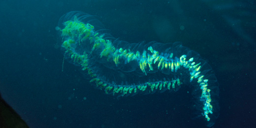 1-giantsiphonophore-1385684725979