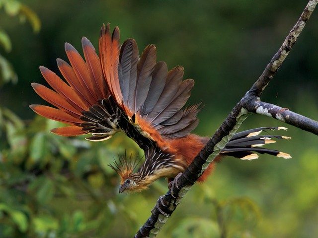 chim Hoatzin su dung cap vuot de bam khi di chuyen tren cay