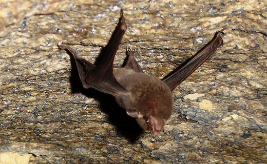 Seychelles-Sheath-Tailed-Bat