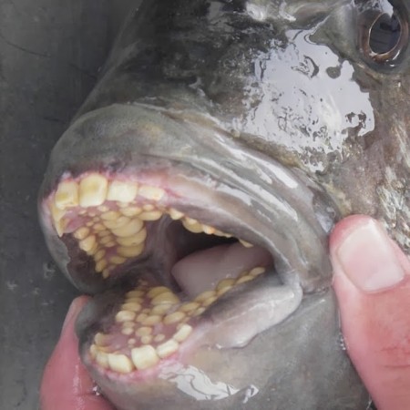 Sheepshead 1