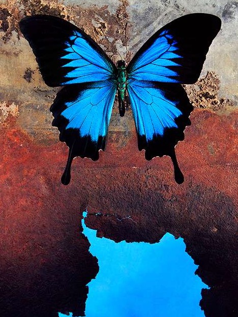 blue_animals_2a