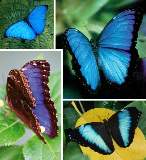 blue_animals_2b