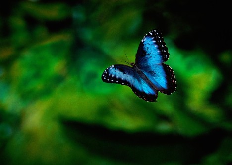 blue_animals_2x