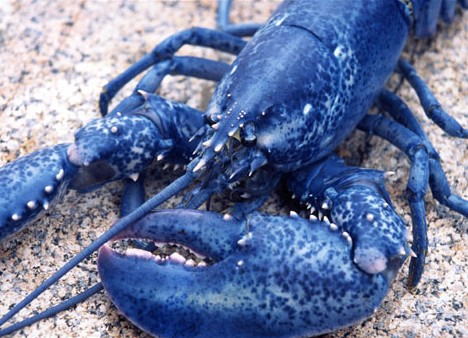 blue_animals_3a