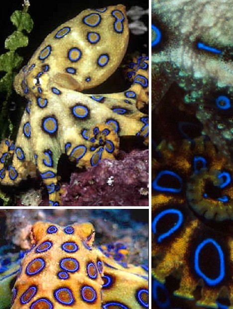 blue_animals_4a