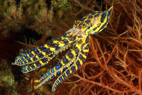 blue_animals_4x