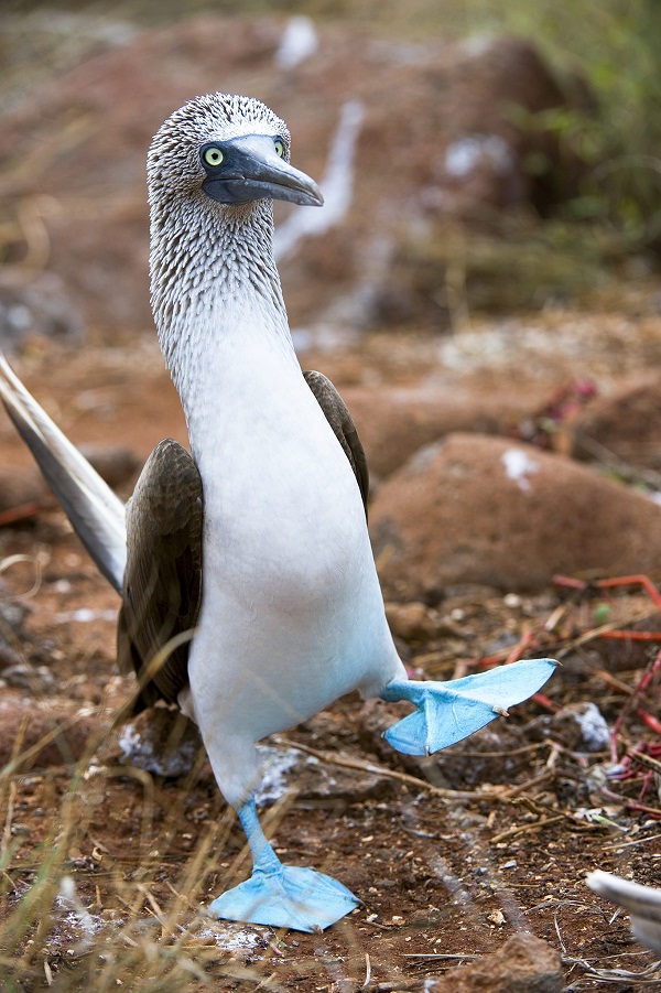 Blue-Footed Booby in a Courtship Display