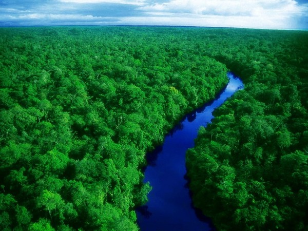 geen-trees-background-729f7