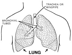 Phổi của bạn có thể tích bao nhiêu?