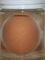 naked_egg_day1