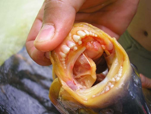 pacu 3