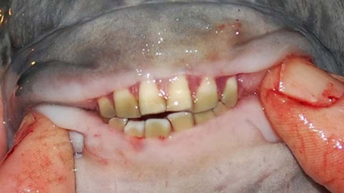 pacu 4