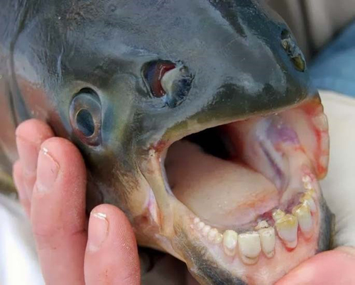 pacu 5