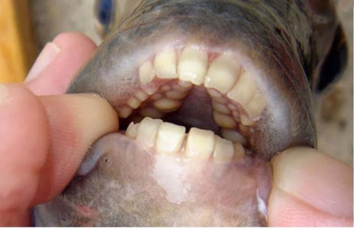 pacu 6