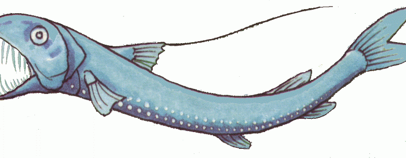 viperfish-Custom-800x311